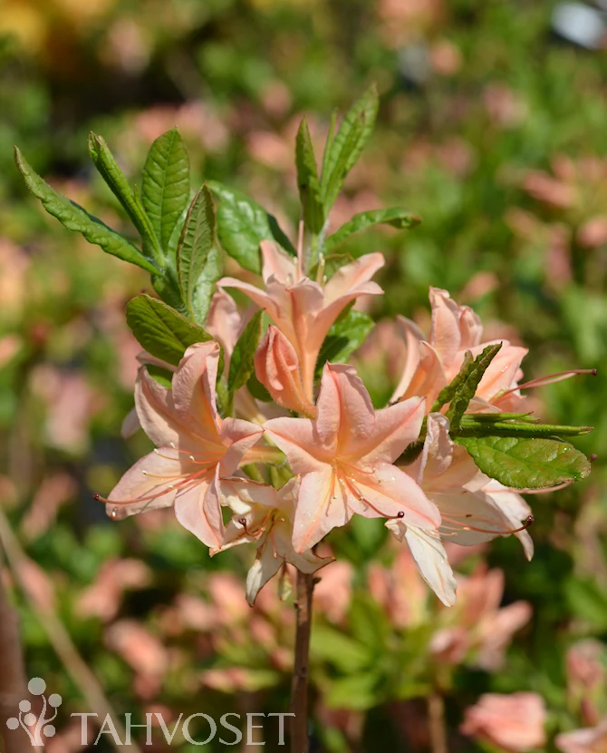 Azalea 'Chanel' 30–40 cm