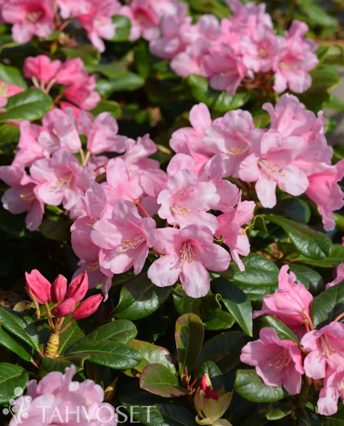 Alpros Rhododendron 'Venla' 20-30 cm, 2 liters kruka