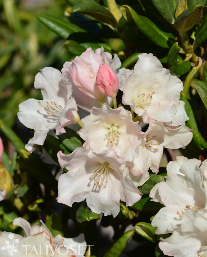 Alpros Rhododendron 'Terta' 20-30 cm, 2 liters kruka