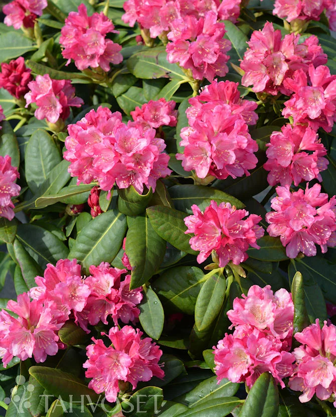 Alpros Rhododendron 'Raisa' FinE 25–40 cm, 4 liters kruka