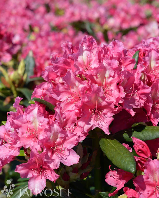 Alpros Rhododendron 'Royal Amaranth' 30-40 cm
