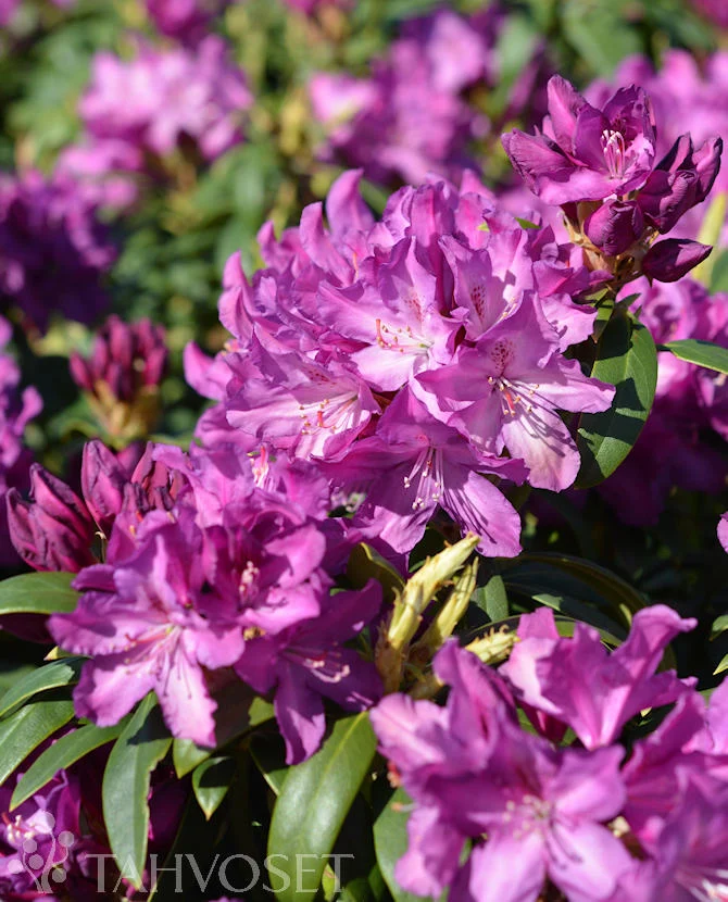 Rhododendron 'Royal Lilac' 30-40 cm, containerodlad