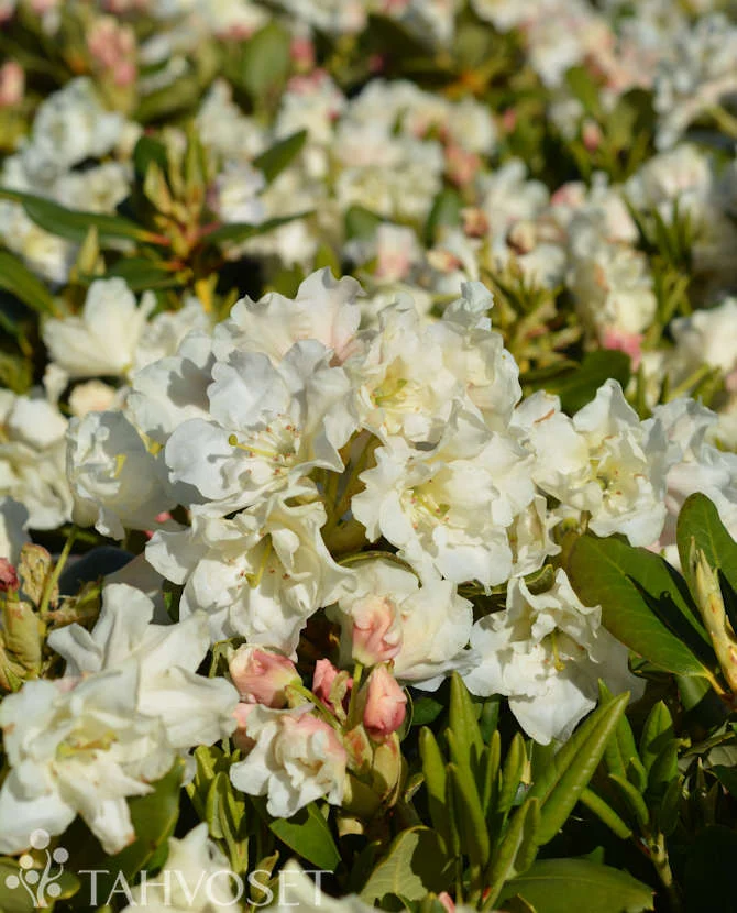 Alpros Rhododendron 'Nikodemus' 30-40 cm, 4 liters kruka