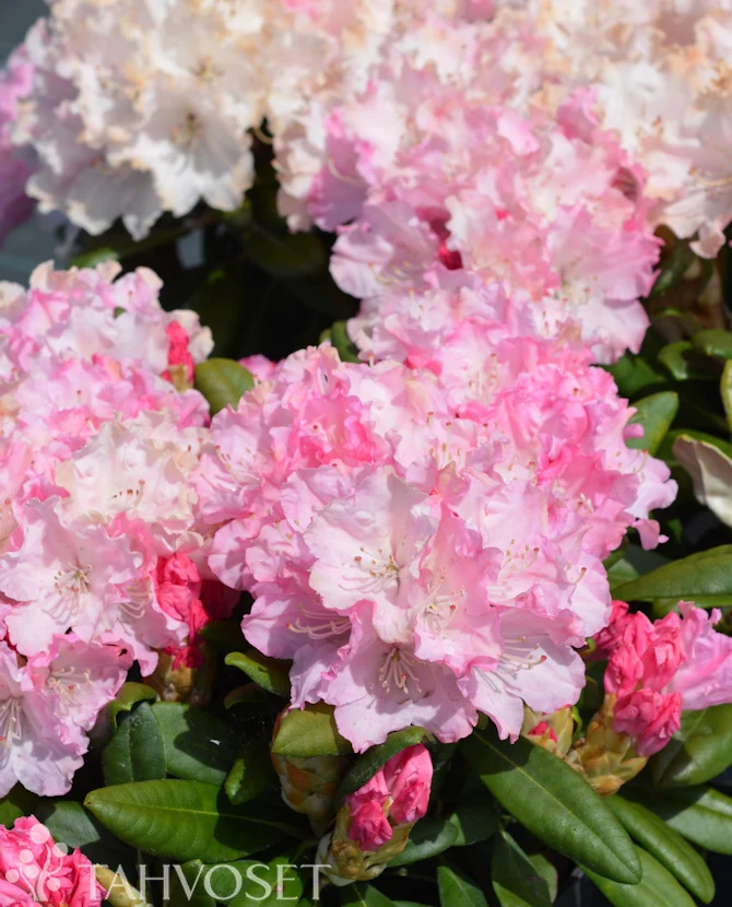 Rododendron 'Royal Rosy' 30-40 cm, containerodlad