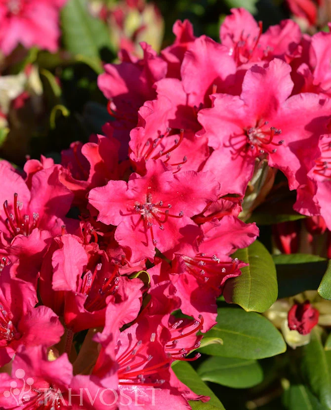 Rhododendron 'Neon Kiss' 30-40 cm, 4 liters kruka