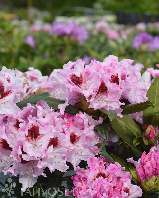 Rododendron 'Royal Butterfly' 30-40 cm
