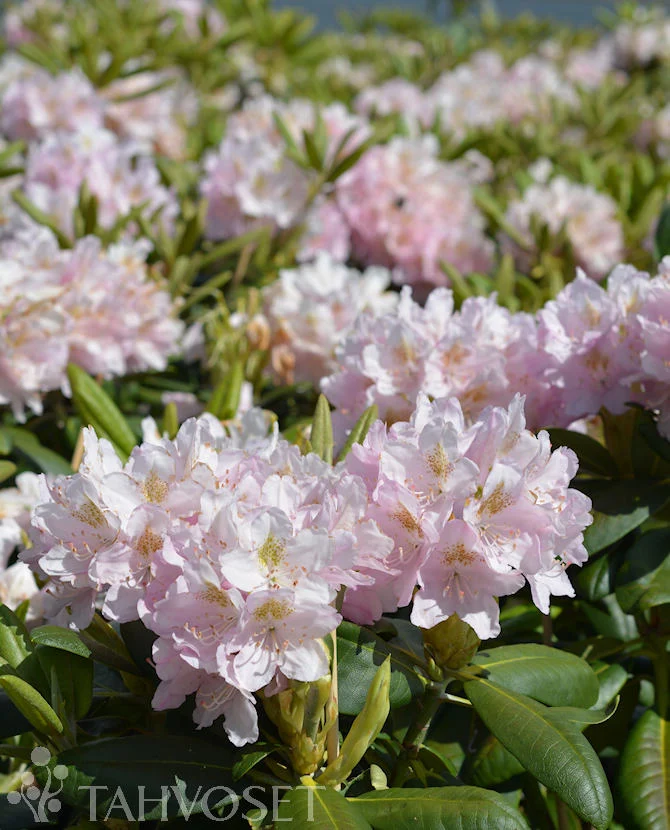 Rododendron 'Pekka' FinE 30-40 cm, 4 liters kruka