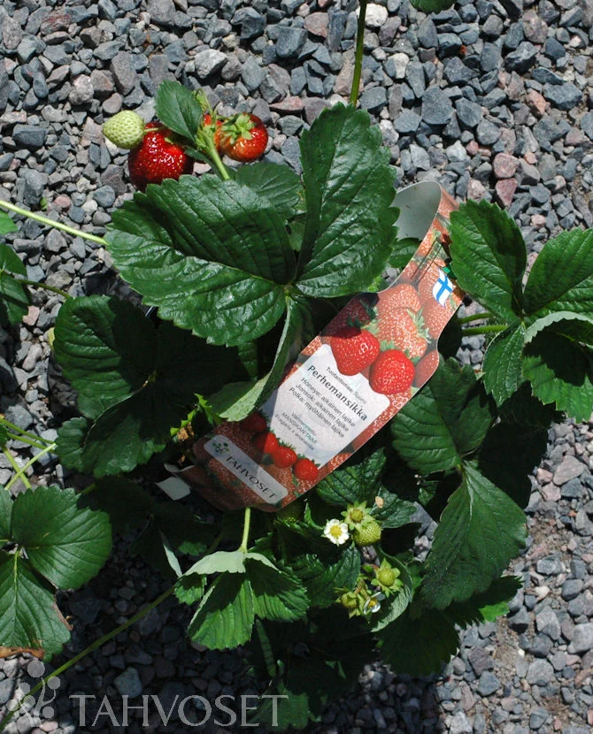 Familjejordgubbe Fragaria x ananassa 'Perhemansikka' 3 liters kruka
