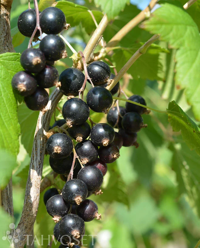 Svarta vinbär 'Marski' FinE, stammad