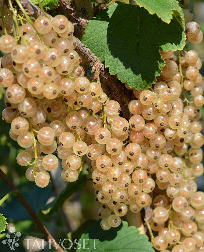 Vit vinbär 'Valkoinen Hollantilainen', 3 liters kruka