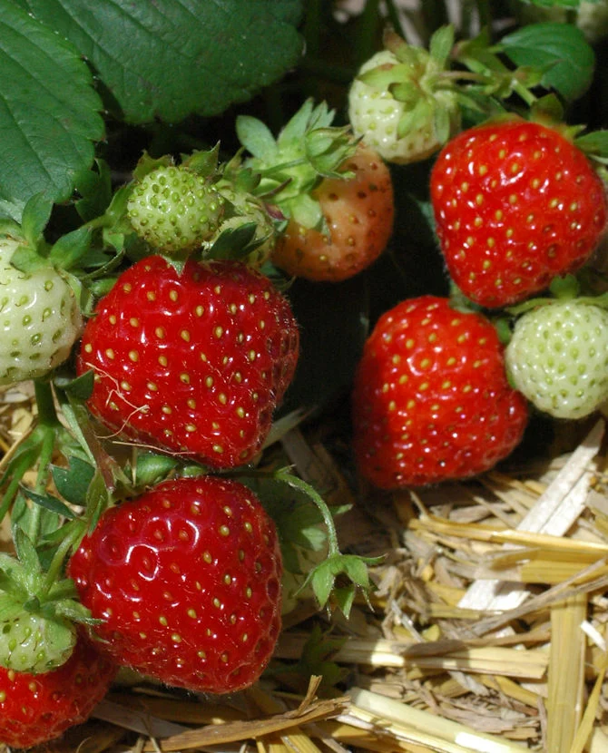 Jordgubbe 'Jonsok' FinE (Fragaria x ananassa), 66 st/låda
