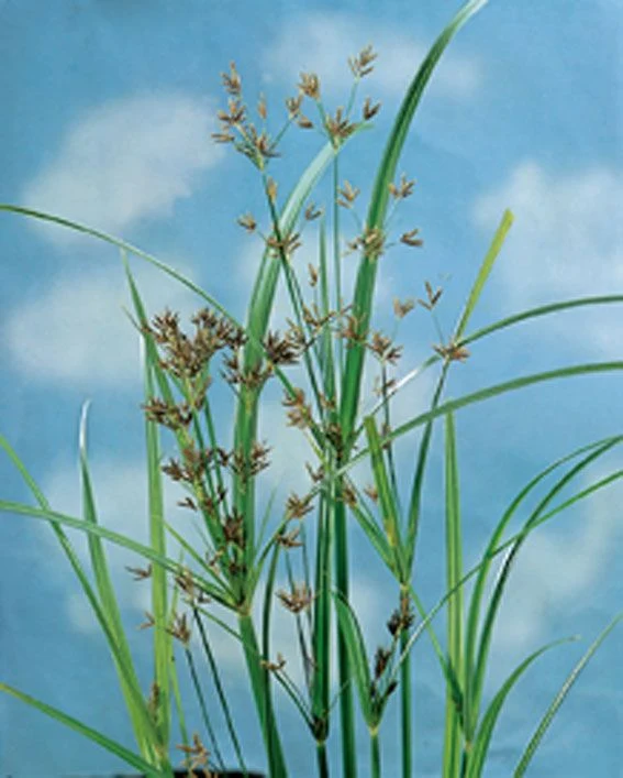 Cyperus longus - Vattenväxt i 9 cm kruka