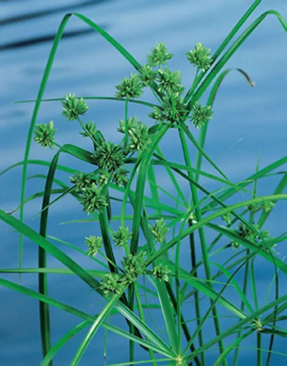 Cyperus alternifolius 9 cm kruka (Vattenväxt)