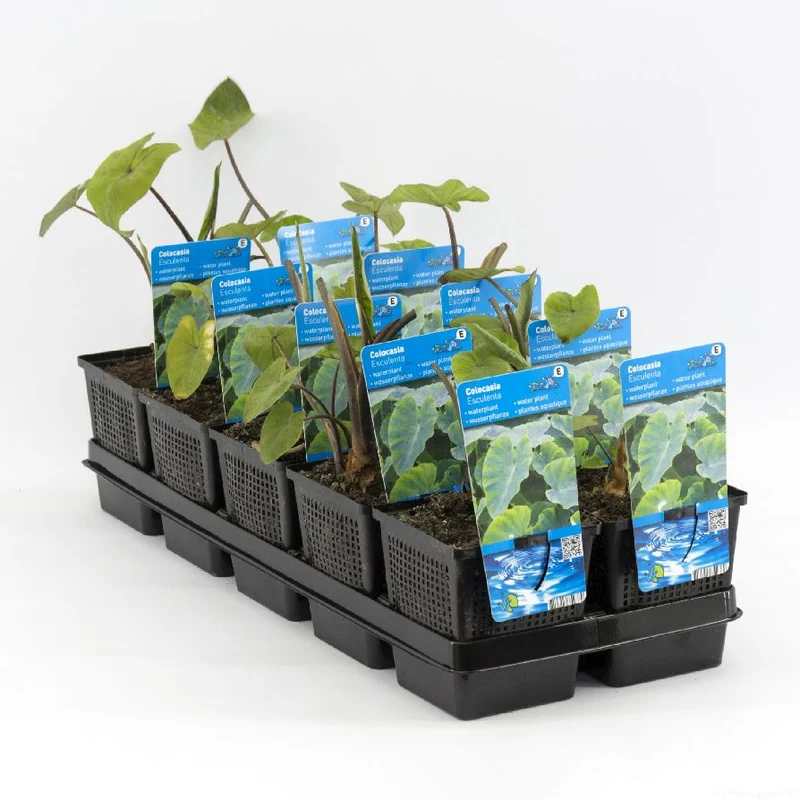 Colocasia esculenta - 9 cm kruka (Vattenväxt)