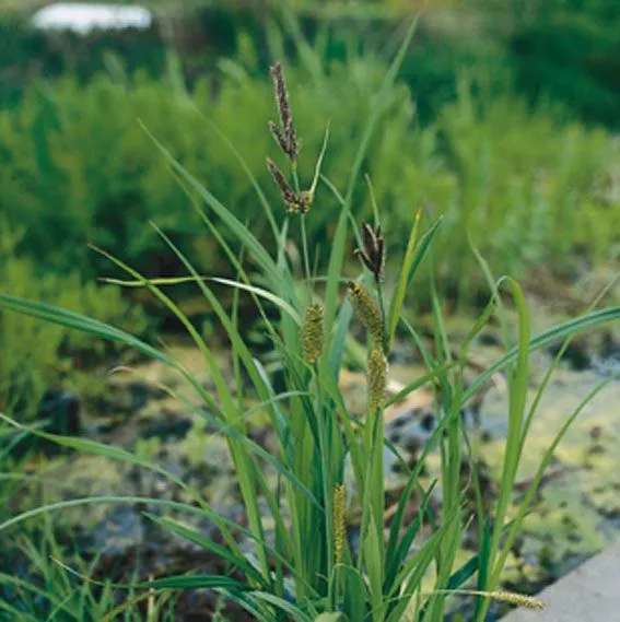 Carex riparia Dammkorg 18x18 cm