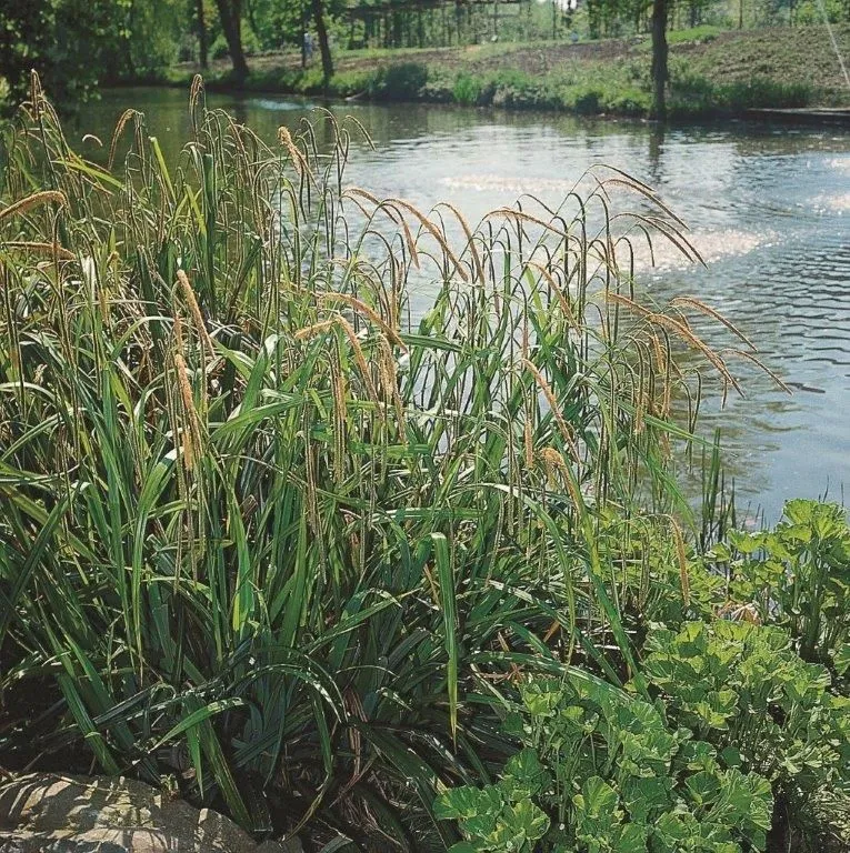 Carex pendula - Dammkorg 18x18 cm