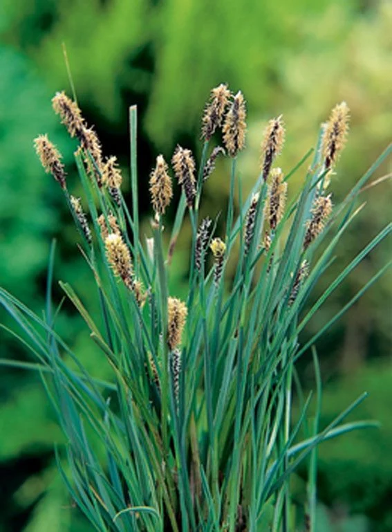 Carex panacea - Vattenväxt i 9 cm kruka