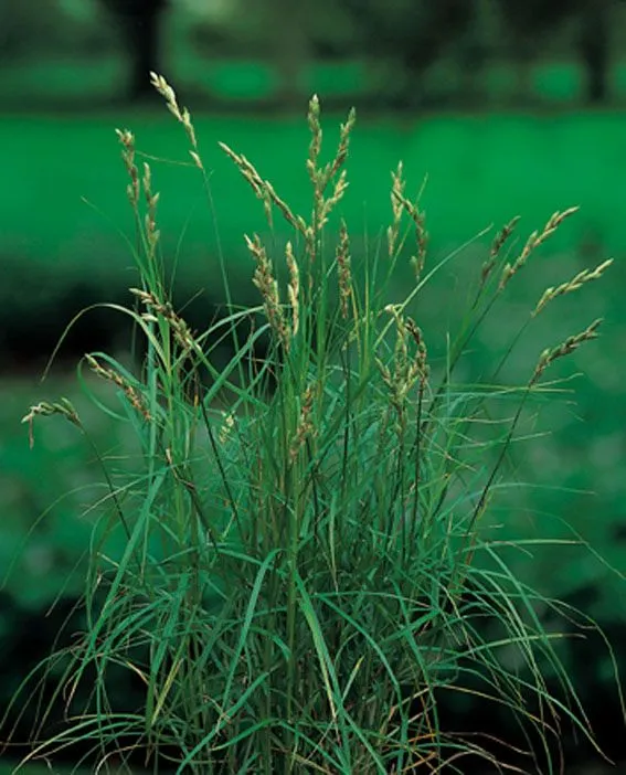 Carex muskingumensis 9 cm kruka - Vattenväxt