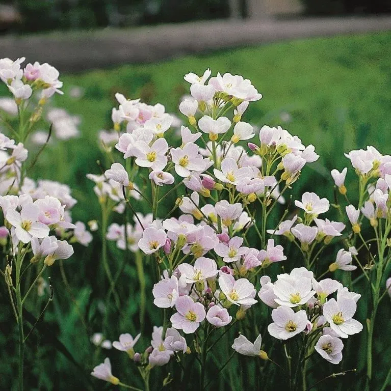 Cardamine pratensis 9 cm kruka - Vattenväxt