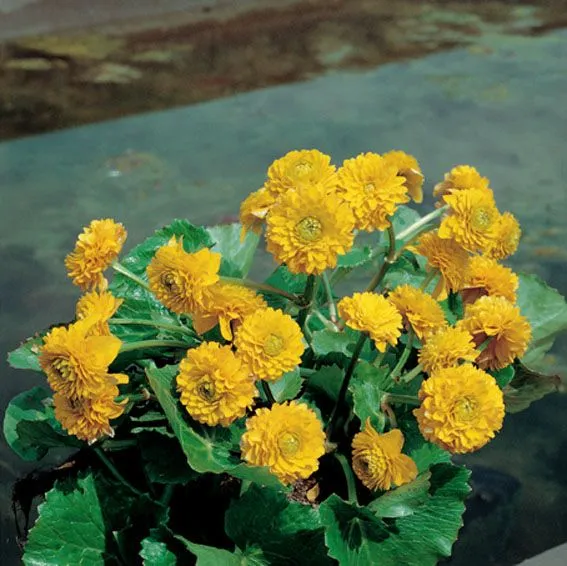 Fylld kabbeleka - Caltha pal. 'Plena/Multiplex' - 9 cm kruka