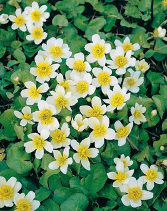 Caltha palustris alba - 9 cm kruka