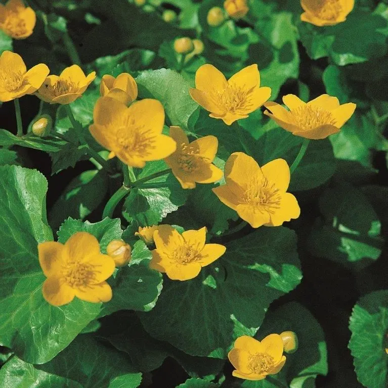 Caltha palustris (Kabbeleka) Dammkorg 18x18 cm