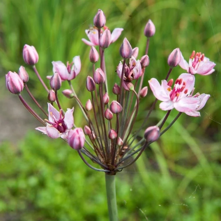 Butomus umbellatus (Blommande vass) 9 cm kruka