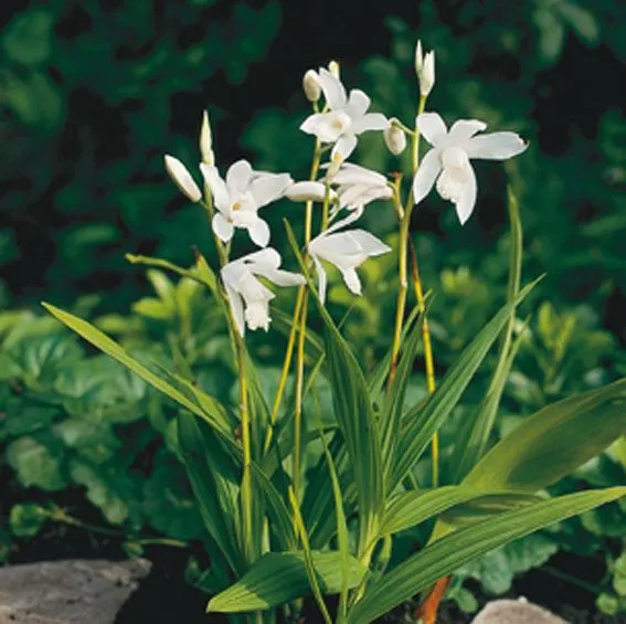 Bletilla striata 'Alba' 9 cm kruka - Vattenväxt