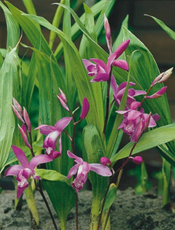 Bletilla striata - 9 cm kruka (Vattenväxt)