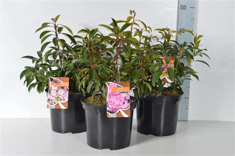 Kalmia i olika sorter C4 (4 liters kruka) 30-40 cm