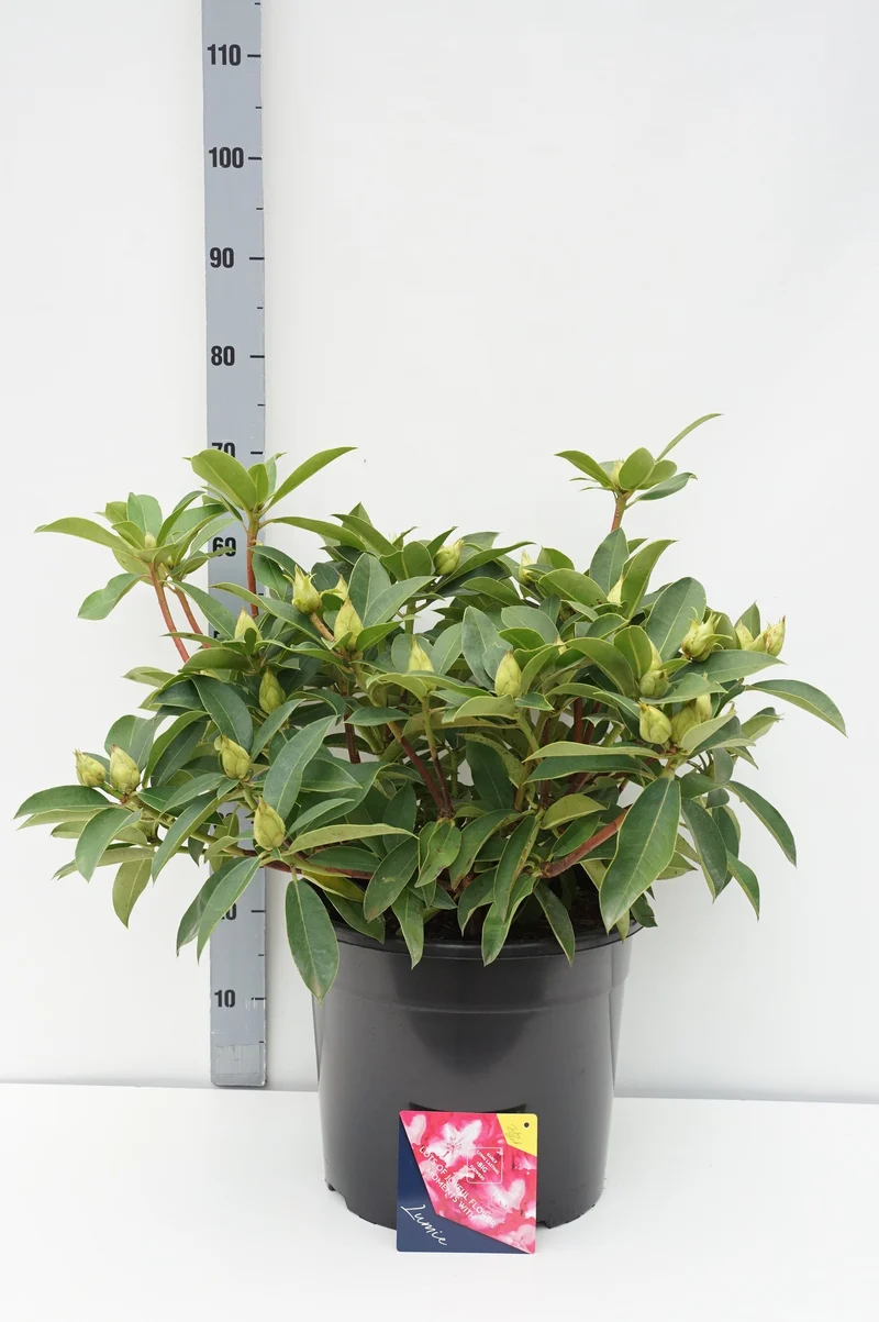 Rhododendron 'Lumie' C20 (20 liters kruka) 60-70 cm