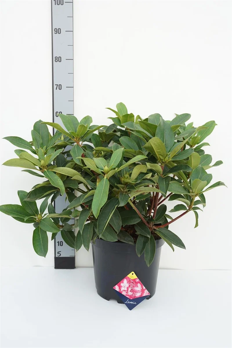 Rhododendron 'Lumie' C10 (10 liters kruka) 50-60 cm