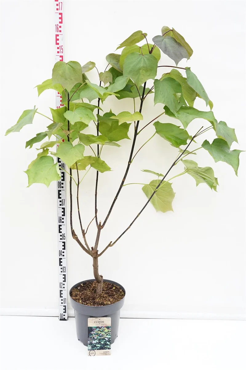 Catalpa erub. 'Purpurea' C12 (12 liters kruka) 80-100 cm