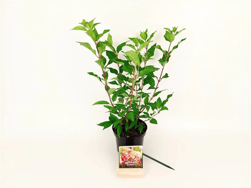 Hydrangea pan. 'Graffiti'® C1,5 (1,5 liters kruka) 20-30 cm