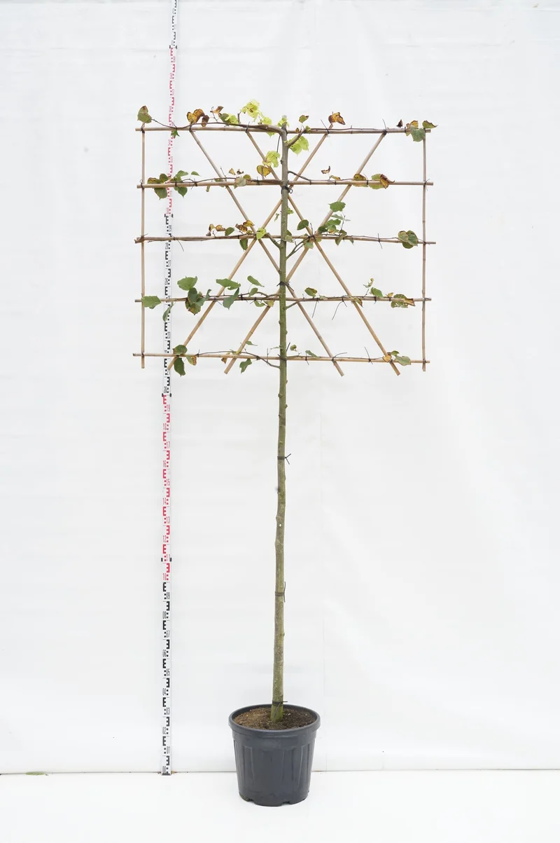 Tilia euro. 'Pallida' (spaljerad) Stam 180 cm 12-14 cm C45 (45 liters kruka)