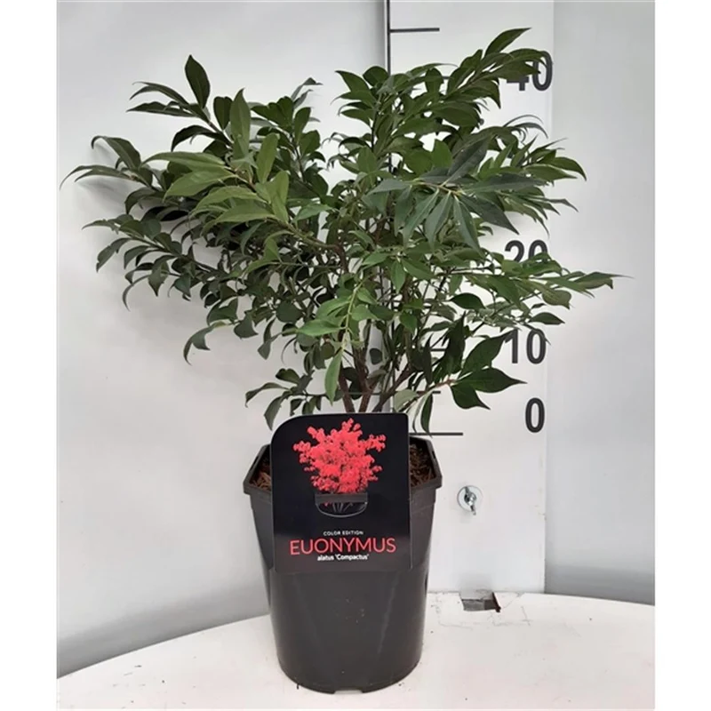 Euonymus alatus 'Compactus' C4,5 (4,5 liters kruka) 30-40 cm