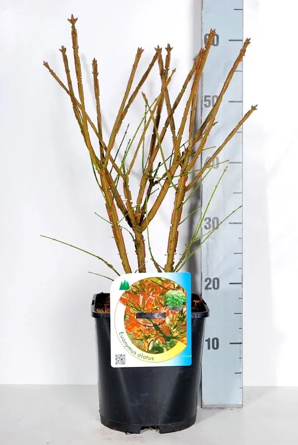 Euonymus alatus C4,5 (4,5 liters kruka) 30-40 cm