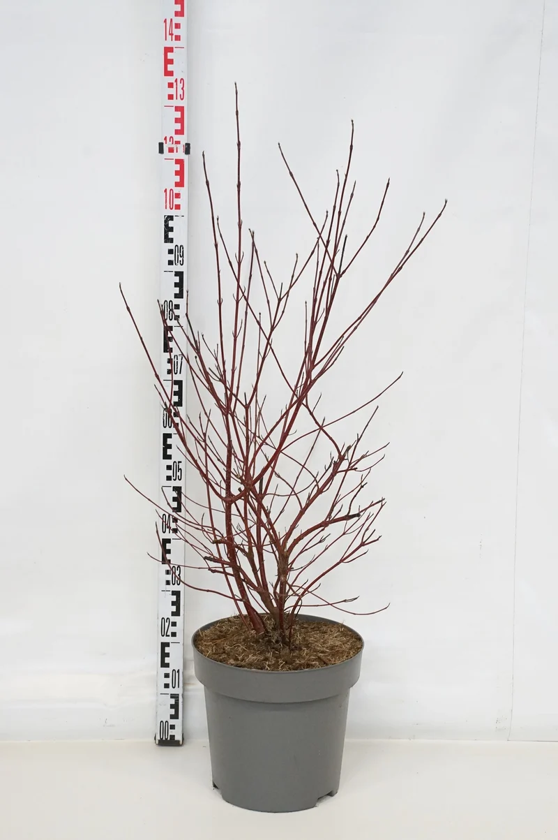 Cornus alba 'Miracle'® C15 (15 liters kruka) 80-100 cm