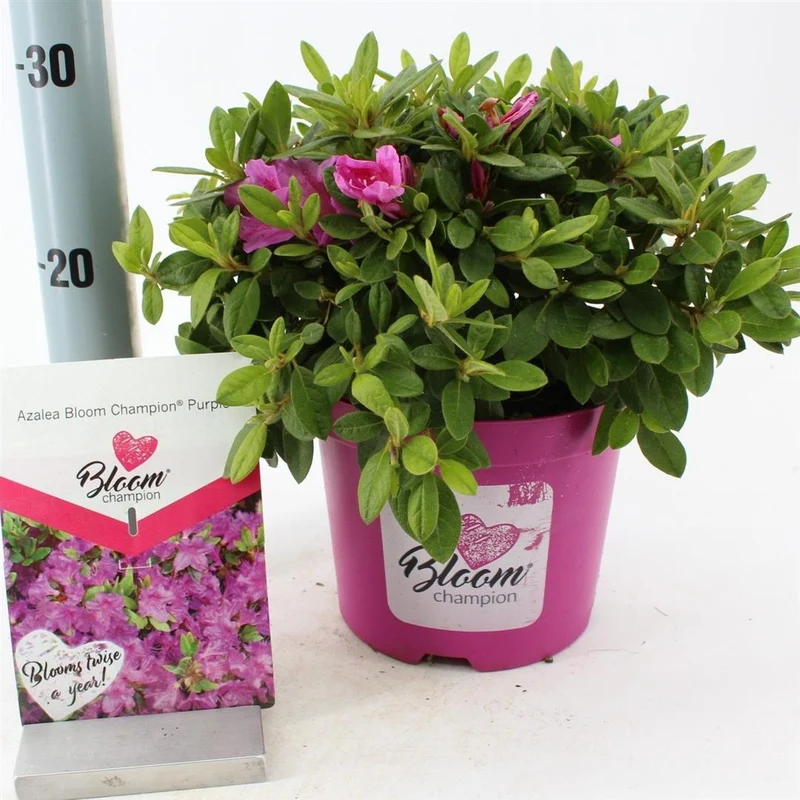 Rhododendron 'BloomChampion® Purple' C3 (3 liters kruka) 25-30 cm