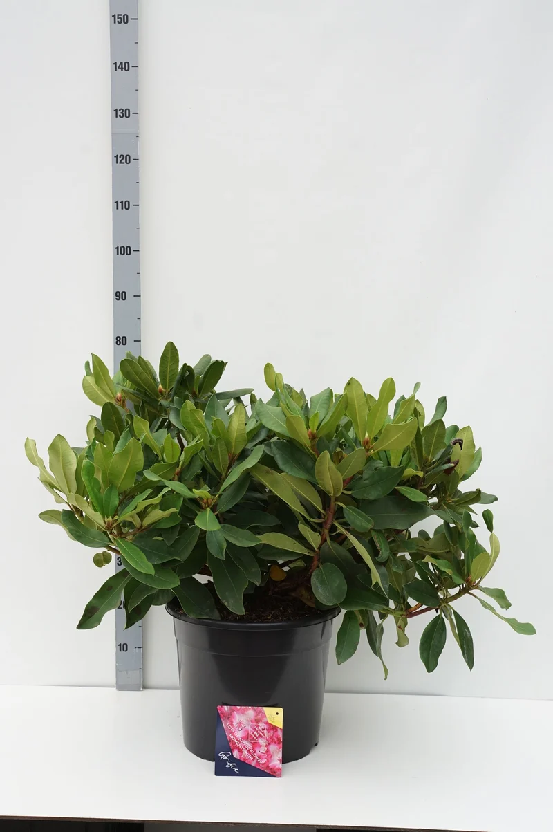 Rhododendron 'Grifie' C20 (20 liters kruka) 60-70 cm