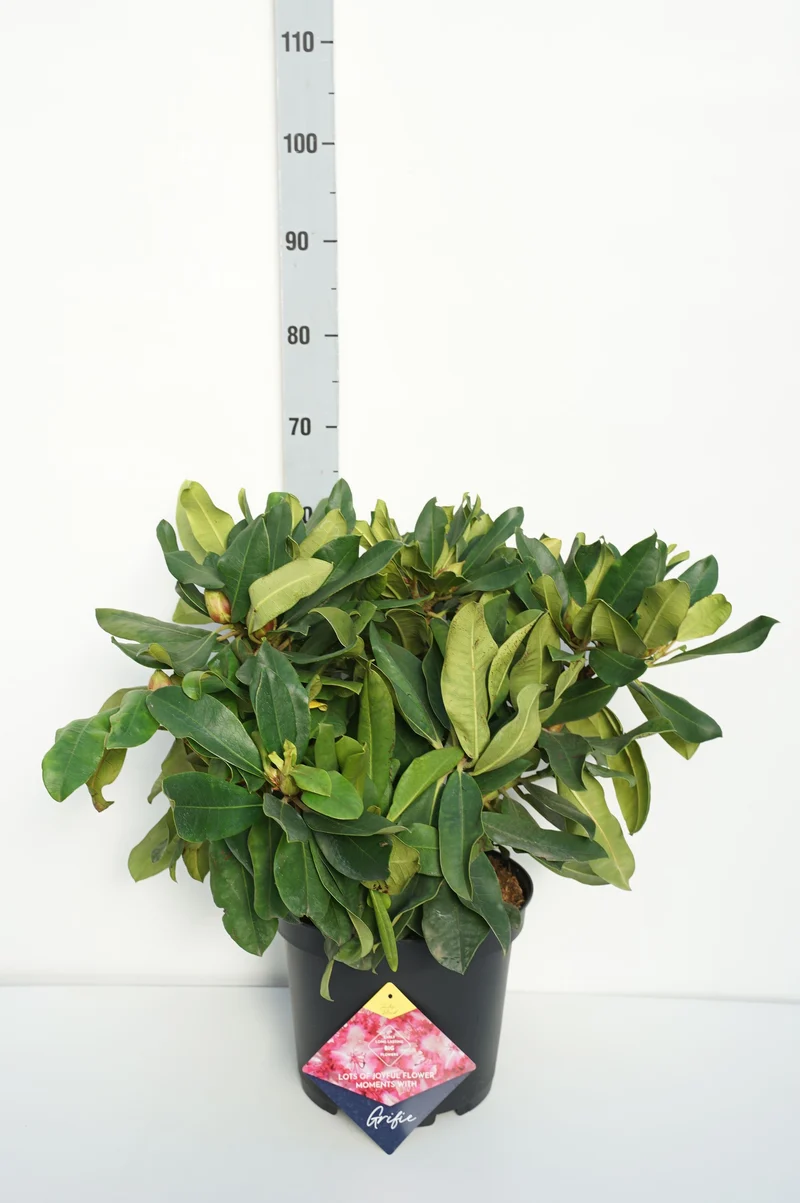 Rhododendron 'Grifie' C10 (10 liters kruka) 50-60 cm