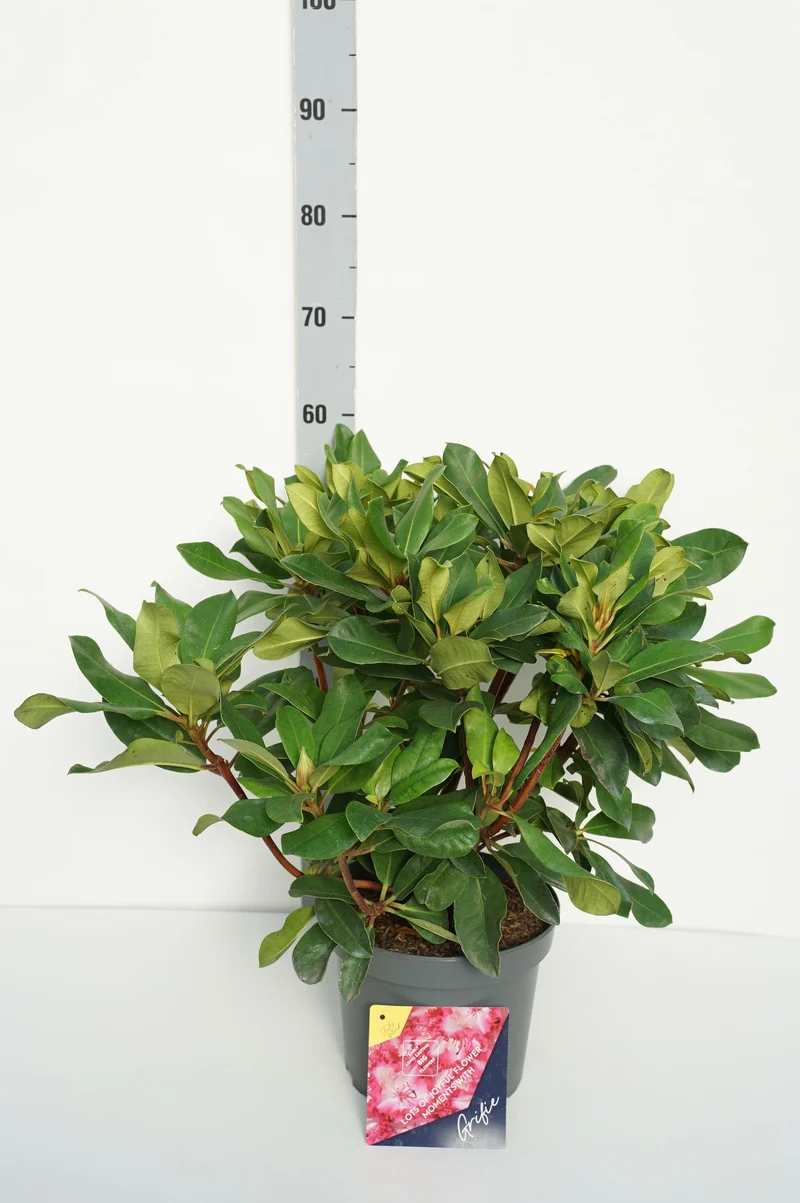 Rhododendron 'Grifie' C5 (5 liters kruka) 30-40 cm