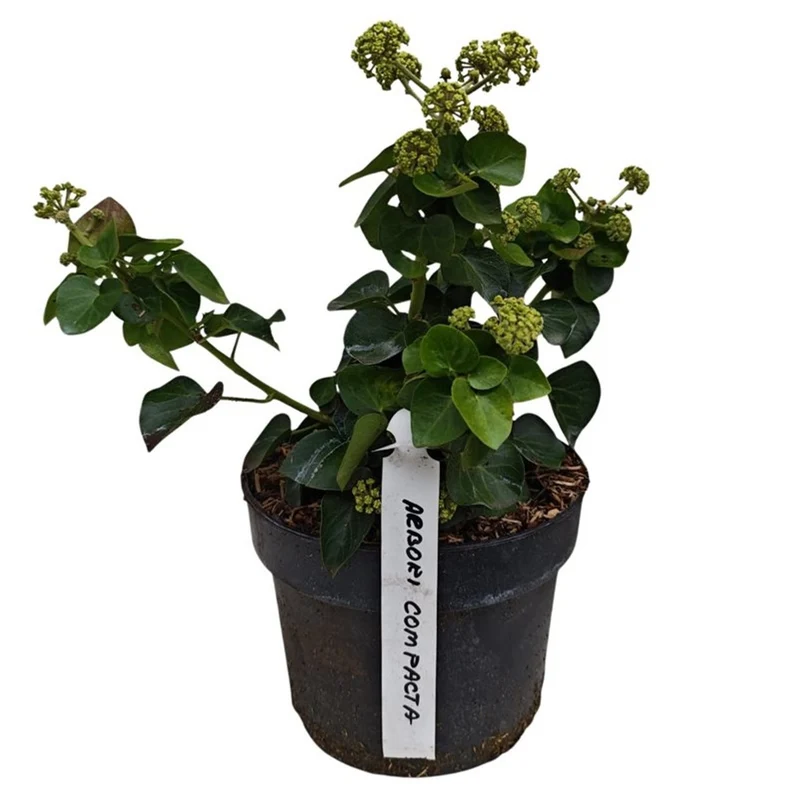 Hedera hibernica 150-175 cm C3 (3 liters kruka) / 19 cm kruka