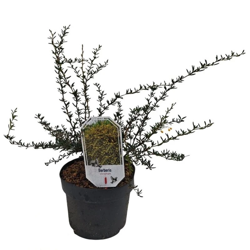 Berberis stenophylla C3 (3 liters kruka) 25-30 cm