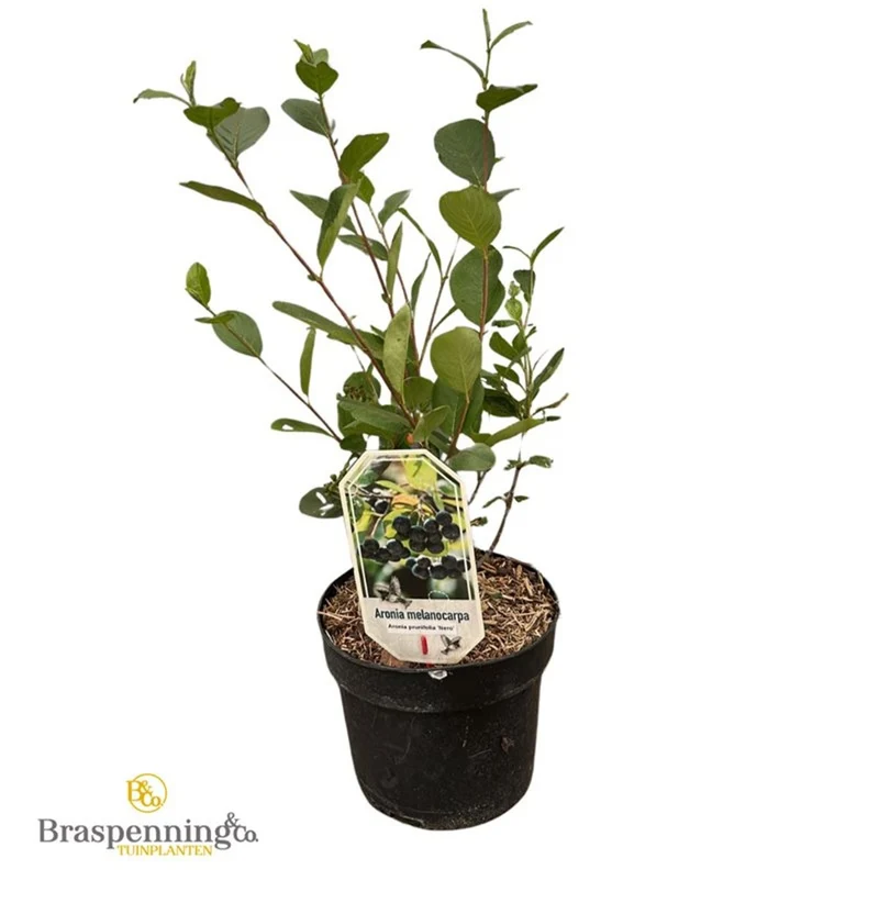 Aronia prun. 'Nero' C3 (3 liters kruka) 30-40 cm