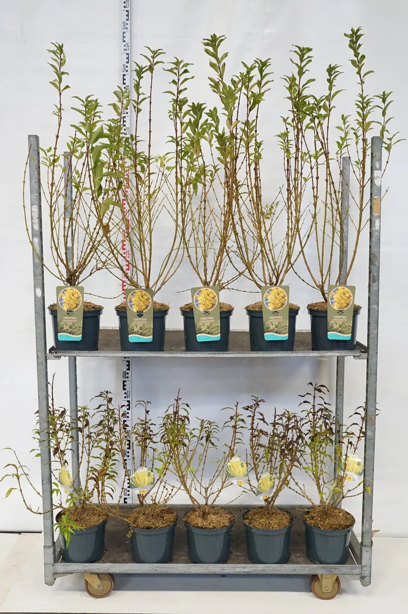 Forsythia i sorter C5 (5 liters kruka) 60-80 cm