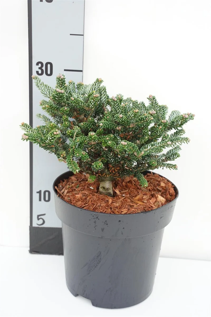 Abies koreana 'Oberon' C3 (3 liters kruka) 20-25 cm