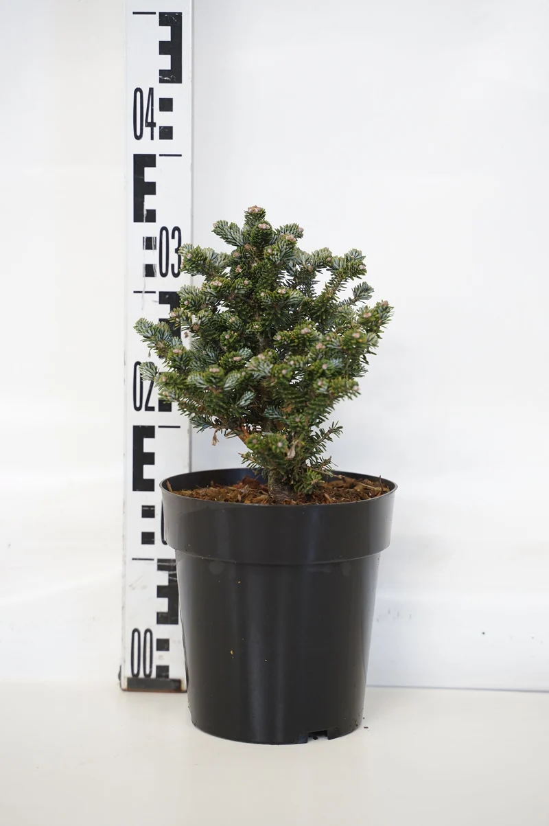 Abies koreana 'Alpine Star' C3 (3 liters kruka) 15-20 cm