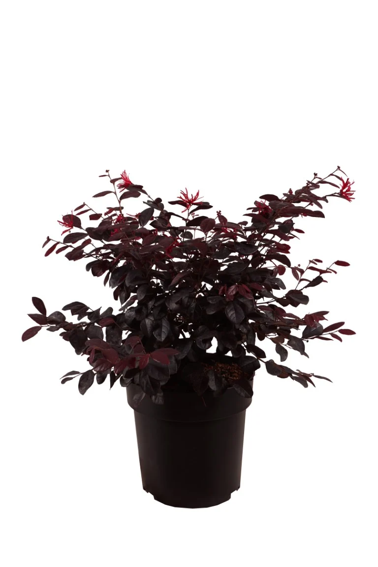 Loropetalum chinense 'Black Pearl' C3 (3 liters kruka) 30-40 cm