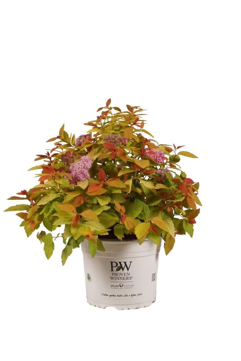 Spiraea jap. 'Double Play'® Artist C3 (3 liters kruka) 30-40 cm